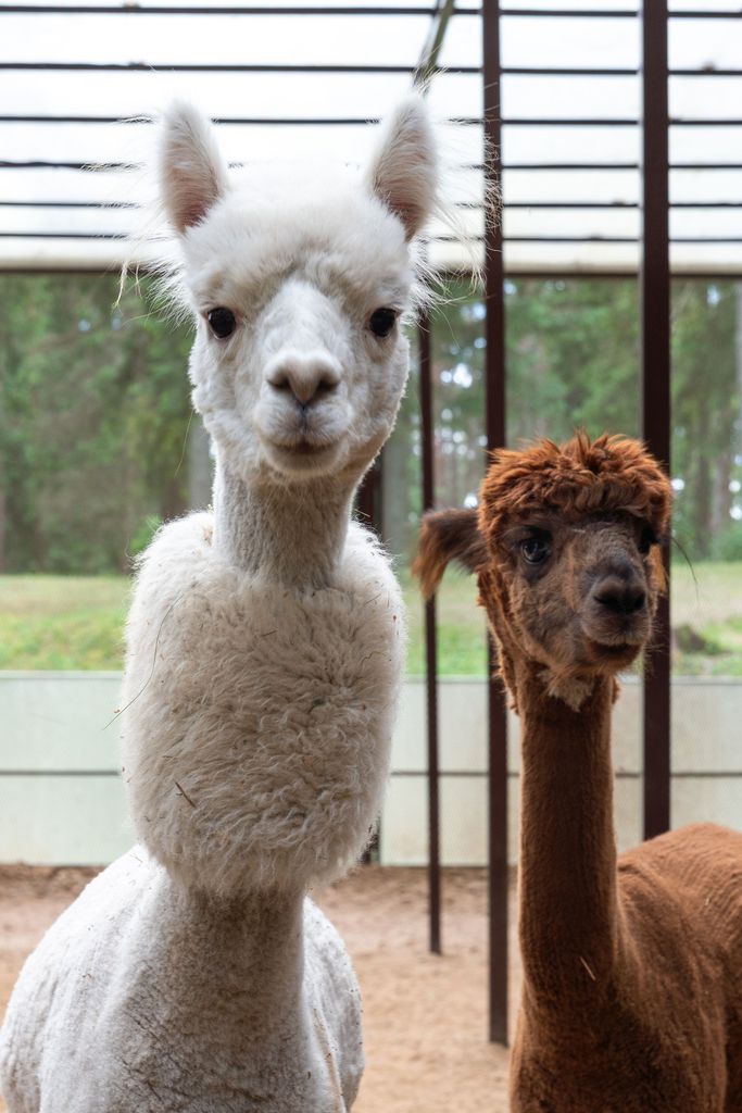 Nature experiences with alpacas offering unique wellness moments close to nature.