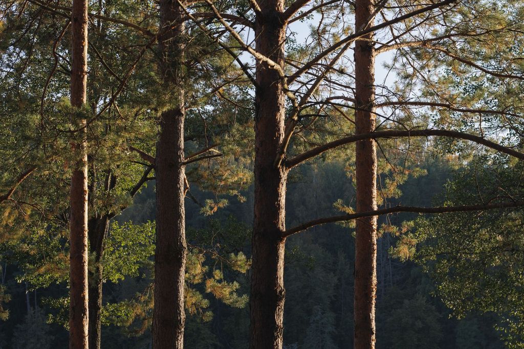 Serene view of tall pine trees in soft sunlight at Esperanza, with forest landscape.